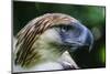 Philippine Eagle, Davao, Mindanao, Philippines-Michael Runkel-Mounted Photographic Print