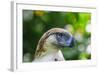 Philippine Eagle, Davao, Mindanao, Philippines-Michael Runkel-Framed Photographic Print