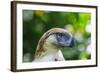 Philippine Eagle, Davao, Mindanao, Philippines-Michael Runkel-Framed Photographic Print