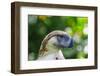 Philippine Eagle, Davao, Mindanao, Philippines-Michael Runkel-Framed Photographic Print