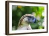 Philippine Eagle, Davao, Mindanao, Philippines-Michael Runkel-Framed Photographic Print