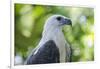 Philippine Eagle, Davao, Mindanao, Philippines-Michael Runkel-Framed Photographic Print