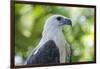 Philippine Eagle, Davao, Mindanao, Philippines-Michael Runkel-Framed Photographic Print