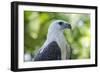 Philippine Eagle, Davao, Mindanao, Philippines-Michael Runkel-Framed Photographic Print