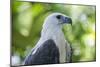 Philippine Eagle, Davao, Mindanao, Philippines-Michael Runkel-Mounted Photographic Print