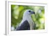 Philippine Eagle, Davao, Mindanao, Philippines-Michael Runkel-Framed Photographic Print