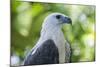 Philippine Eagle, Davao, Mindanao, Philippines-Michael Runkel-Mounted Photographic Print