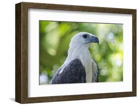 Philippine Eagle, Davao, Mindanao, Philippines-Michael Runkel-Framed Photographic Print