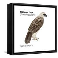 Philippine Eagle (Pithecophaga Jefferyi), Birds-Encyclopaedia Britannica-Framed Stretched Canvas
