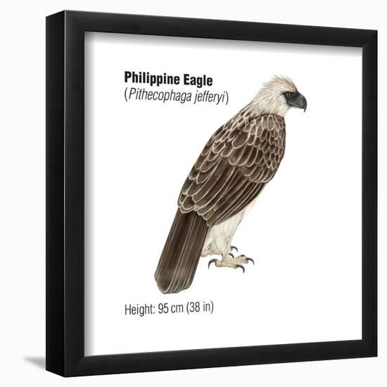 Philippine Eagle (Pithecophaga Jefferyi), Birds-Encyclopaedia Britannica-Framed Poster