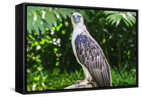 Philippine Eagle (Pithecophaga Jefferyi) (Monkey-Eating Eagle), Davao, Mindanao, Philippines-Michael Runkel-Framed Stretched Canvas