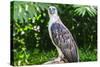 Philippine Eagle (Pithecophaga Jefferyi) (Monkey-Eating Eagle), Davao, Mindanao, Philippines-Michael Runkel-Stretched Canvas