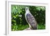 Philippine Eagle (Pithecophaga Jefferyi) (Monkey-Eating Eagle), Davao, Mindanao, Philippines-Michael Runkel-Framed Photographic Print