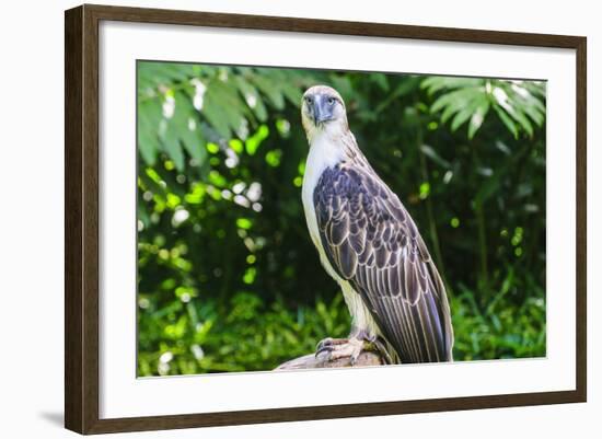 Philippine Eagle (Pithecophaga Jefferyi) (Monkey-Eating Eagle), Davao, Mindanao, Philippines-Michael Runkel-Framed Photographic Print