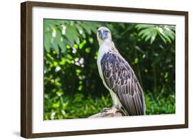 Philippine Eagle (Pithecophaga Jefferyi) (Monkey-Eating Eagle), Davao, Mindanao, Philippines-Michael Runkel-Framed Photographic Print