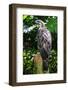 Philippine Eagle (Pithecophaga Jefferyi) (Monkey-Eating Eagle), Davao, Mindanao, Philippines-Michael Runkel-Framed Photographic Print