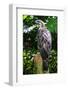 Philippine Eagle (Pithecophaga Jefferyi) (Monkey-Eating Eagle), Davao, Mindanao, Philippines-Michael Runkel-Framed Photographic Print