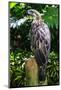 Philippine Eagle (Pithecophaga Jefferyi) (Monkey-Eating Eagle), Davao, Mindanao, Philippines-Michael Runkel-Mounted Photographic Print