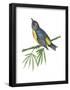 Philippine Flowerpecker (Prionochilus Plateni), Birds-Encyclopaedia Britannica-Framed Poster