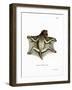 Philippine Flying Lemur-null-Framed Giclee Print