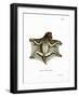 Philippine Flying Lemur-null-Framed Giclee Print