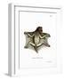 Philippine Flying Lemur-null-Framed Giclee Print