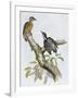 Philippine Pygmy Woodpecker (Dendrocopos Maculatus)-null-Framed Giclee Print