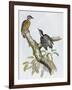 Philippine Pygmy Woodpecker (Dendrocopos Maculatus)-null-Framed Giclee Print