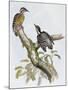 Philippine Pygmy Woodpecker (Dendrocopos Maculatus)-null-Mounted Giclee Print