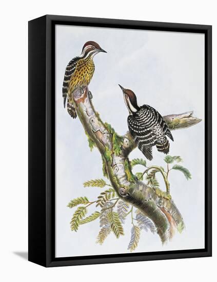 Philippine Pygmy Woodpecker (Dendrocopos Maculatus)-null-Framed Stretched Canvas