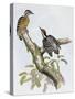 Philippine Pygmy Woodpecker (Dendrocopos Maculatus)-null-Stretched Canvas