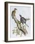 Philippine Pygmy Woodpecker (Dendrocopos Maculatus)-null-Framed Giclee Print