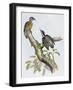 Philippine Pygmy Woodpecker (Dendrocopos Maculatus)-null-Framed Giclee Print