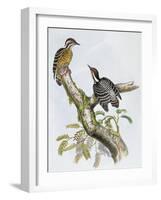 Philippine Pygmy Woodpecker (Dendrocopos Maculatus)-null-Framed Giclee Print