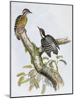 Philippine Pygmy Woodpecker (Dendrocopos Maculatus)-null-Mounted Giclee Print