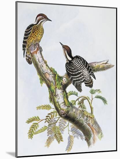 Philippine Pygmy Woodpecker (Dendrocopos Maculatus)-null-Mounted Giclee Print