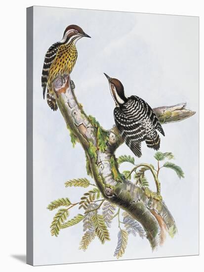 Philippine Pygmy Woodpecker (Dendrocopos Maculatus)-null-Stretched Canvas