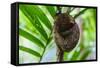 Philippine Tarsier, Bohol, Philippines-Michael Runkel-Framed Stretched Canvas