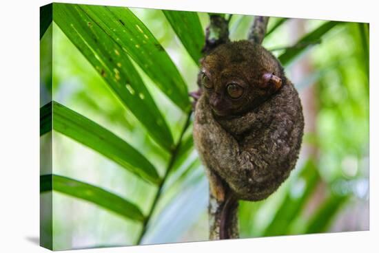 Philippine Tarsier, Bohol, Philippines-Michael Runkel-Stretched Canvas