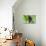 Philippine Tarsier, Bohol, Philippines-Michael Runkel-Stretched Canvas displayed on a wall