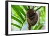 Philippine Tarsier, Bohol, Philippines-Michael Runkel-Framed Photographic Print