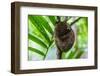 Philippine Tarsier, Bohol, Philippines-Michael Runkel-Framed Photographic Print