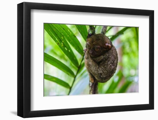 Philippine Tarsier, Bohol, Philippines-Michael Runkel-Framed Photographic Print