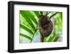 Philippine Tarsier, Bohol, Philippines-Michael Runkel-Framed Photographic Print