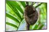 Philippine Tarsier, Bohol, Philippines-Michael Runkel-Mounted Photographic Print