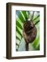 Philippine Tarsier (Carlito Syrichta), Smallest Monkey in the World, Bohol, Philippines-Michael Runkel-Framed Photographic Print