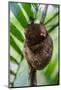Philippine Tarsier (Carlito Syrichta), Smallest Monkey in the World, Bohol, Philippines-Michael Runkel-Mounted Photographic Print