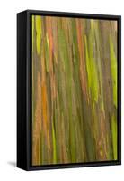 Philippines. Multicolored Bark of the Rainbow Eucalyptus Tree-Charles Crust-Framed Stretched Canvas