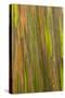 Philippines. Multicolored Bark of the Rainbow Eucalyptus Tree-Charles Crust-Stretched Canvas
