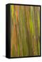 Philippines. Multicolored Bark of the Rainbow Eucalyptus Tree-Charles Crust-Framed Stretched Canvas